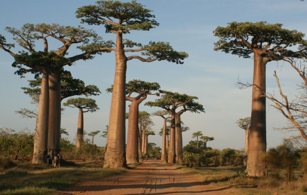 Деревья у дороги на Мадагаскаре