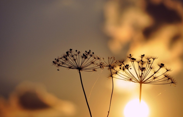 Зонтики с семенами растений