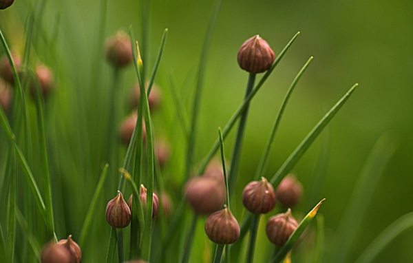 Нераскрывшиеся бутоны полевых цветов