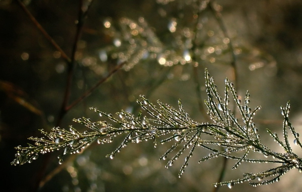 Капельки воды на ветке дерева