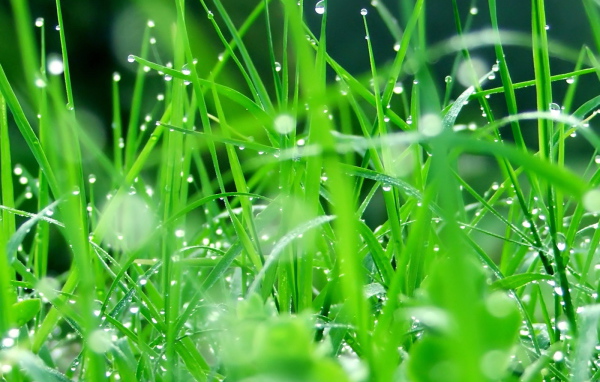 Капли воды на зеленой траве