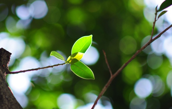 Молодая ветка на стволе дерева