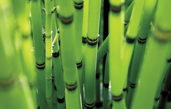 Молодые стебли зеленого бамбука
