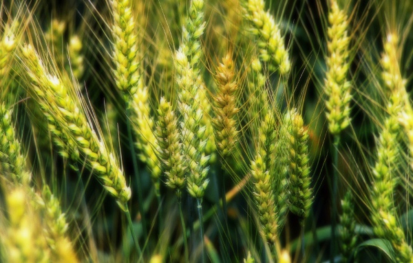 Молодые зеленые колоски пшеницы