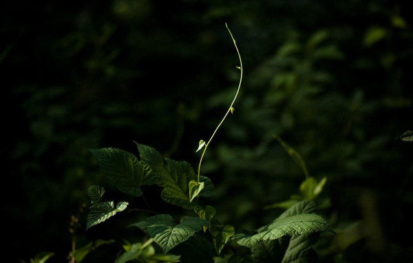 Молодой росток тянется к свету