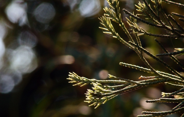 Молодые ростки в лучах яркого солнца