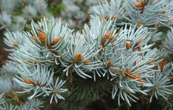 Ветки хвойного дерева