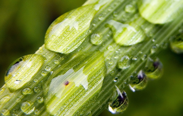 Капли на стебле растения