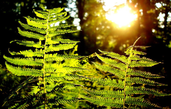 Листья папоротника на солнце