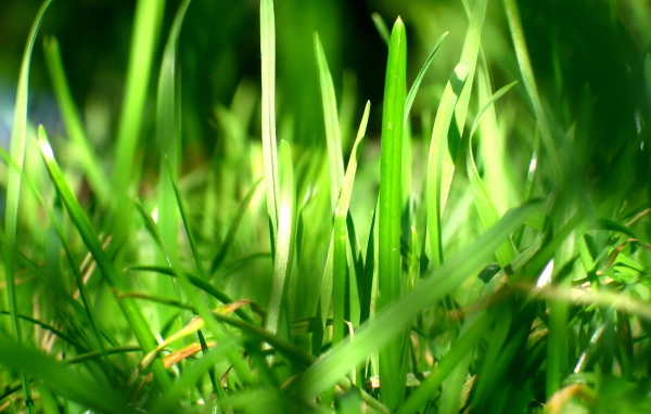 Зеленая трава в лучах солнца