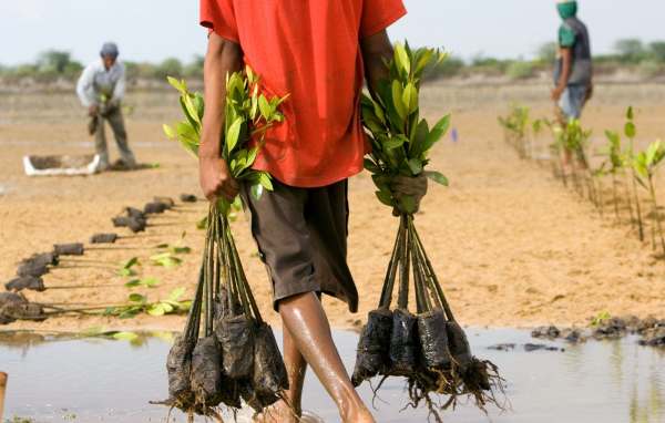 Человек несет саженцы