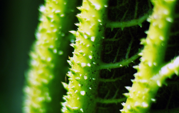 Стебли с колючками