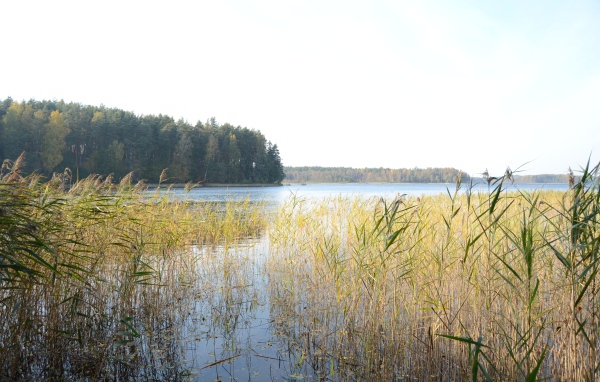 Поросшая болотистая местность