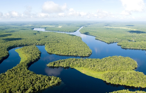 Густые леса на реке Амазонка