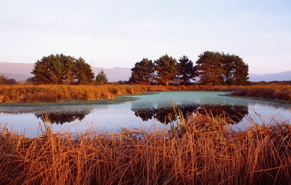 Красная трава на берегу озера