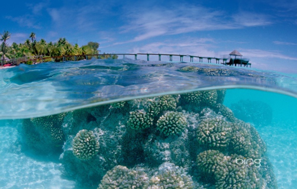 Подводный мир у тропического острова