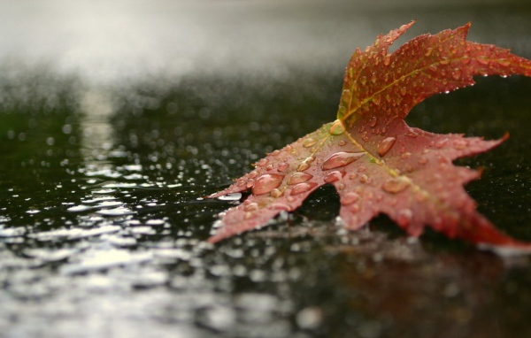 Красный кленовый лист на земле под дождем