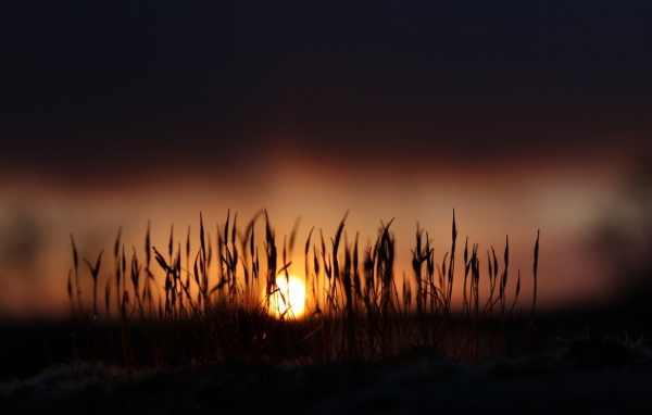 Сухие стебли травы на фоне закатного солнца