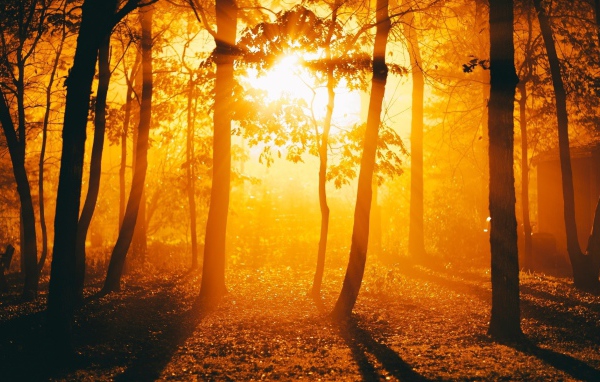 Огненный закат в осеннем лесу