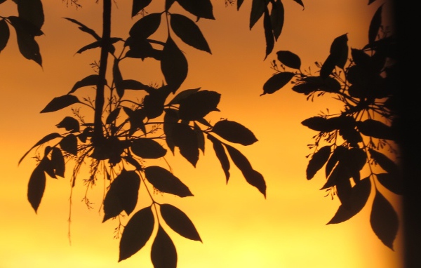 Листья на фоне оранжевого неба