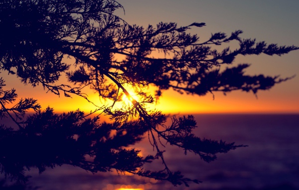 Закат сквозь ветки дерева