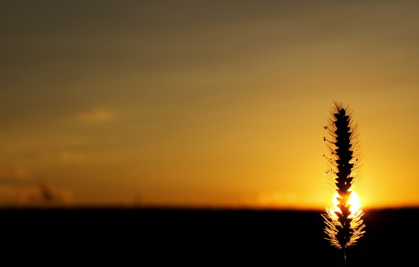Колосок в лучах заходящего солнца