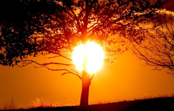 Солнце прячется за стволом дерева