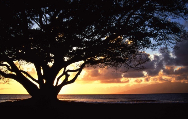 Дерево раскинуло ветви на фоне заката