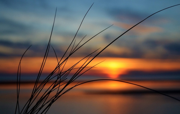 Пучок травы на фоне заката