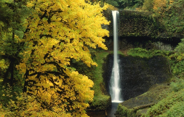 Маленький водопад в лесной чаще