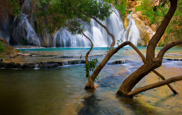 Деревья растут в реке