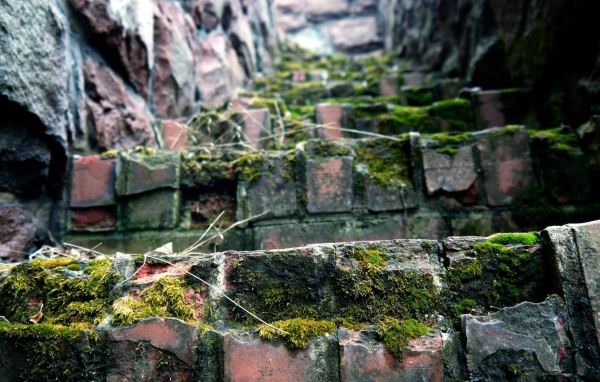 Поросшие мхом ступени