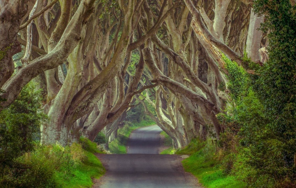 Таинственный лес, Северная Ирландия
