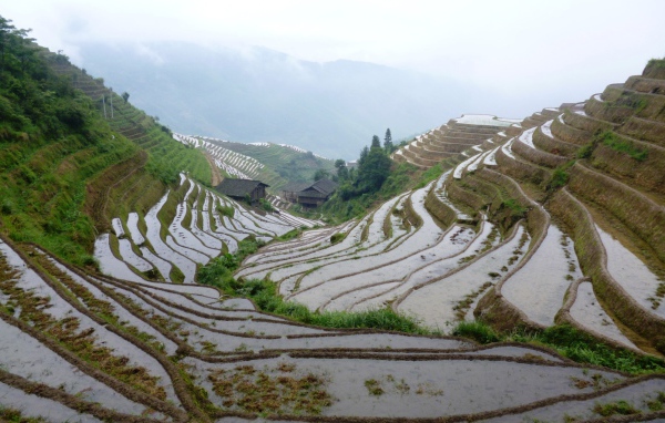 Рисовые поля в Китае на склоне гор