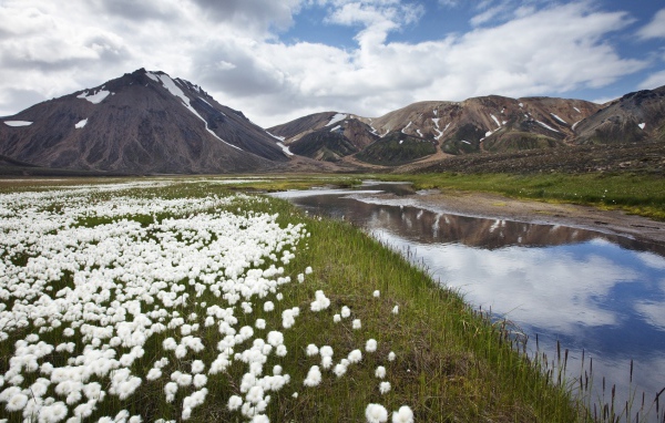 Полевые цветы в Исландии