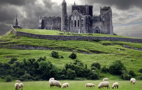 Sheep in the pasture at the castle in Ireland