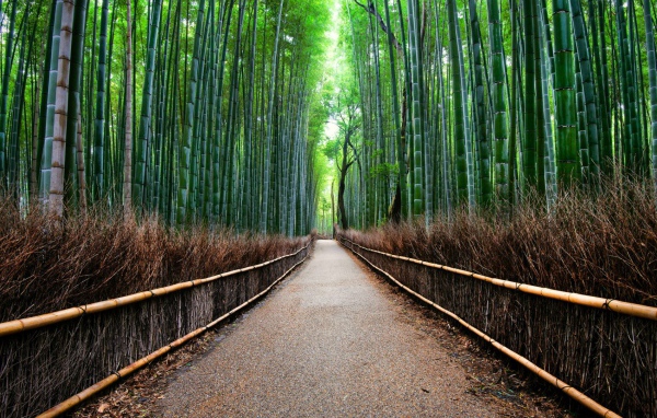 Бамбуковый лес Сагано в Киото, Япония
