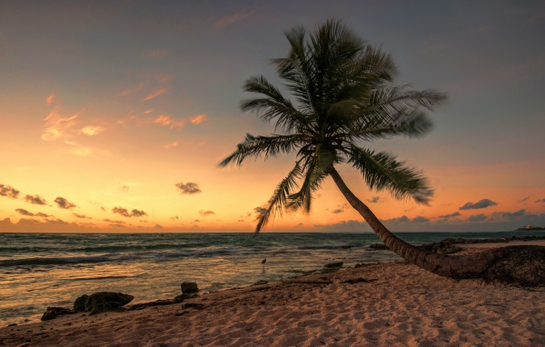 Пальма на пляже в Мексике