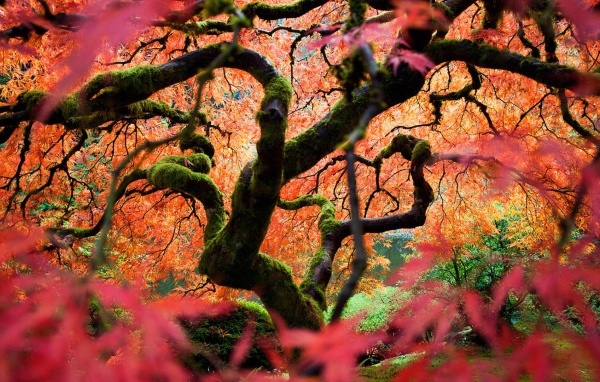 Японский сад в Портленде