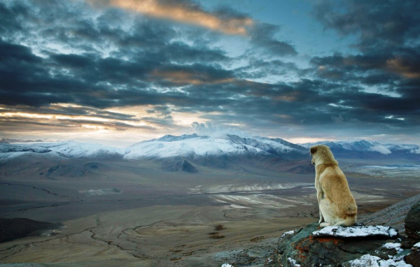Собака смотрит на равнину в Турции
