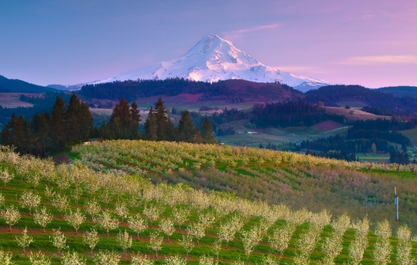 Фруктовый сад на ферме в США