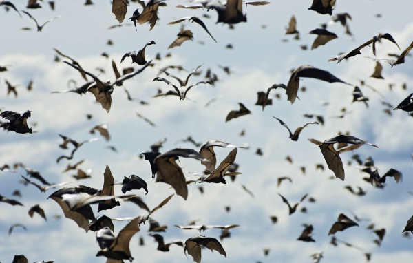 Стая летучих мышей