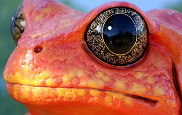Черные глаза красной лягушки