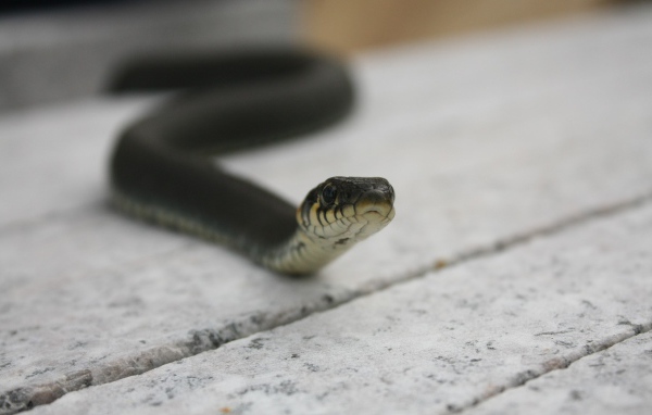 Черная змея на досках