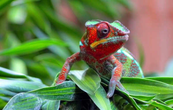 Хамелеон на куче травы