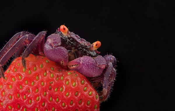 Краб на клубнике