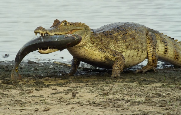 Крокодил несет рыбу в зубах