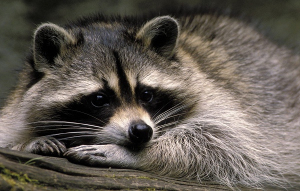 Милое животное енот-полоскун