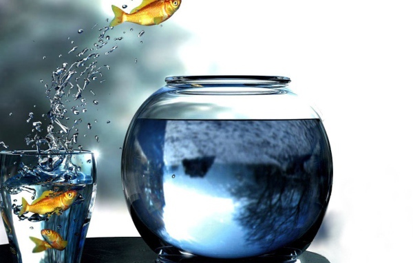 Рыбы прыгают из стакана в аквариум