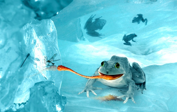 Лягушка среди льдов